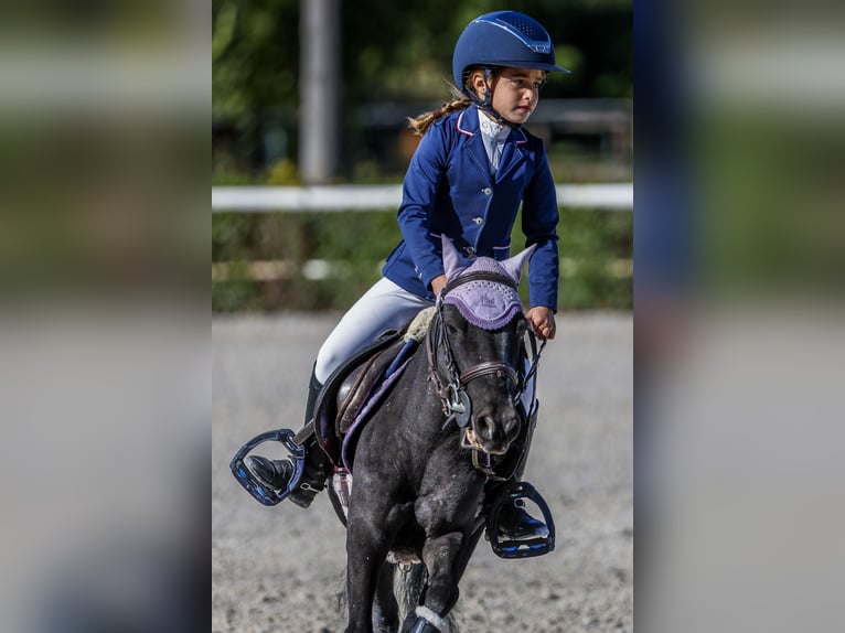 Poni clásico Mestizo Caballo castrado 8 años 105 cm Castaño oscuro in LAS ROZAS DE MADRID