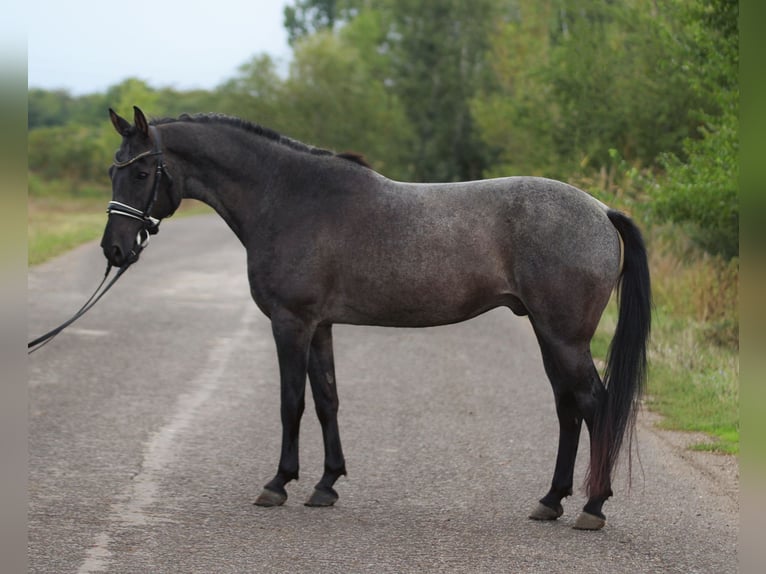 Poni clásico Caballo castrado 8 años 146 cm Tordo in Bekesszentandras