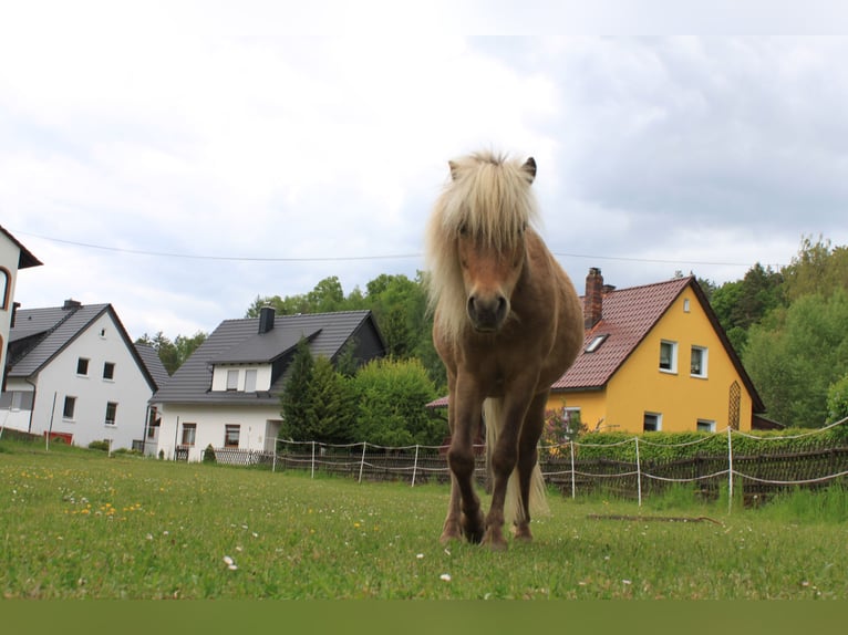 Poni clásico Mestizo Caballo castrado 8 años 95 cm Musgo marrón in Aufseß