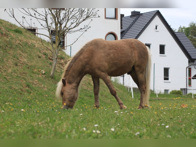 Poni clásico Mestizo Caballo castrado 8 años 95 cm Musgo marrón in Aufseß