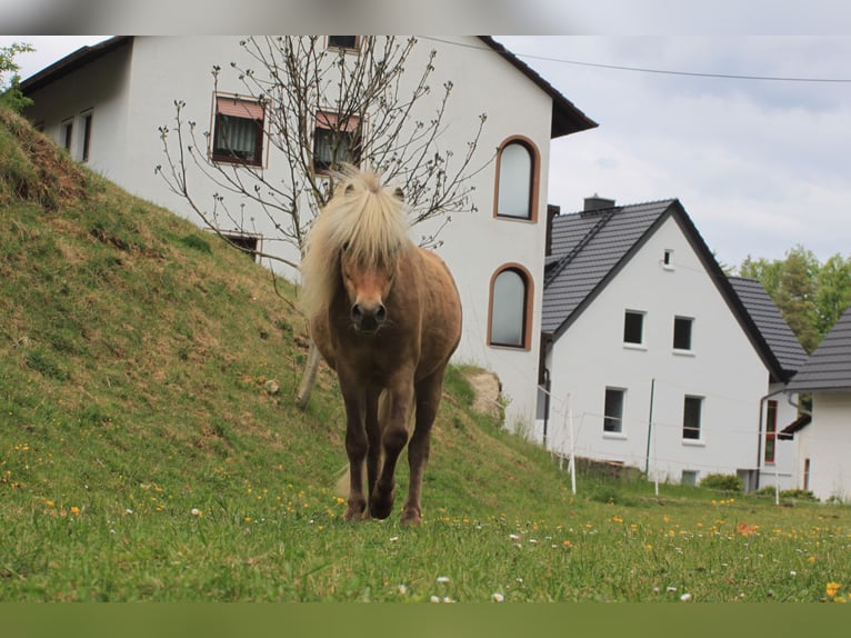 Poni clásico Mestizo Caballo castrado 8 años 95 cm Musgo marrón in Aufseß