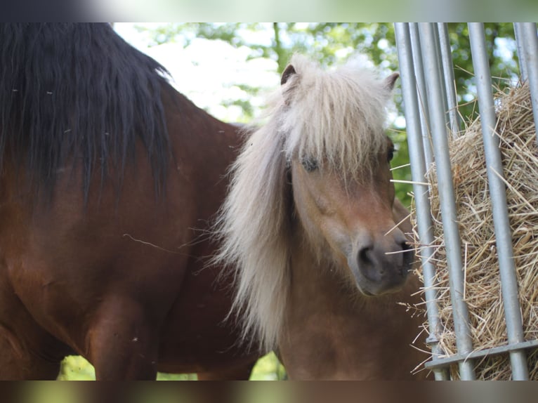 Poni clásico Mestizo Caballo castrado 8 años 95 cm Musgo marrón in Aufseß