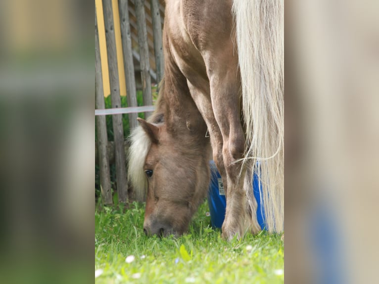 Poni clásico Mestizo Caballo castrado 8 años 95 cm Musgo marrón in Aufseß