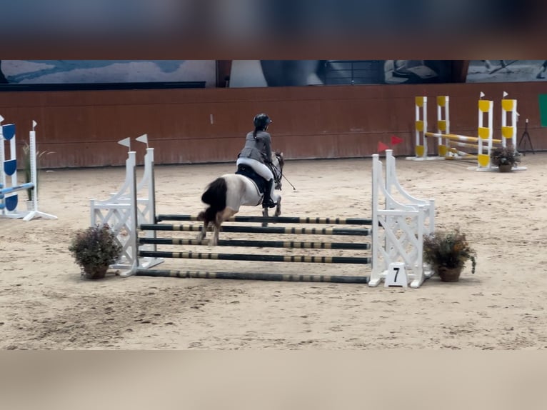 Poni clásico Mestizo Caballo castrado 8 años Bayo in A Coruña