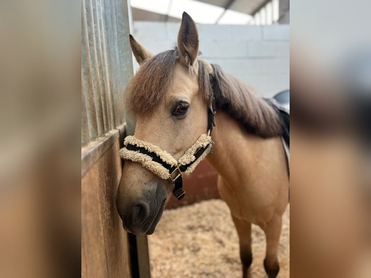 Poni clásico Mestizo Caballo castrado 8 años Bayo in A Coruña