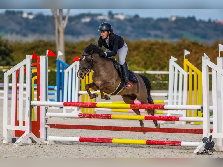 Poni clásico Caballo castrado 9 años 127 cm Castaño in Santander