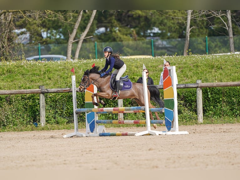 Poni clásico Caballo castrado 9 años 127 cm Castaño in Santander