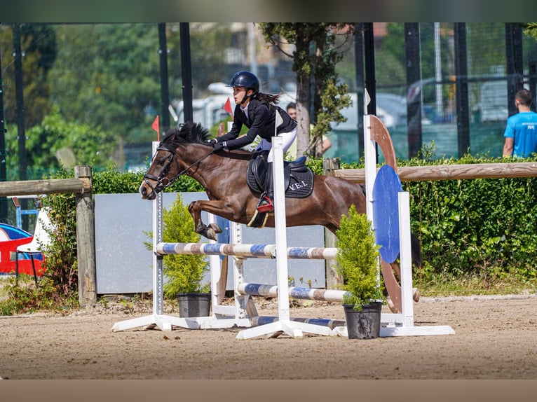 Poni clásico Caballo castrado 9 años 127 cm Castaño in Santander