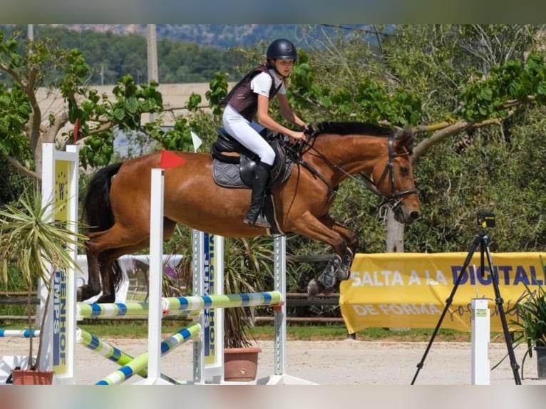 Poni clásico Caballo castrado 9 años 145 cm Castaño in Sa Font Seca/La Font Seca