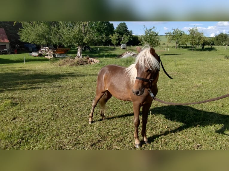Poni clásico Semental 1 año 110 cm  in Nessetal