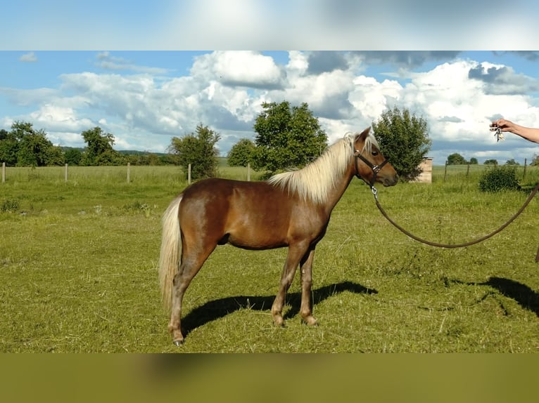 Poni clásico Semental 1 año 110 cm  in Nessetal