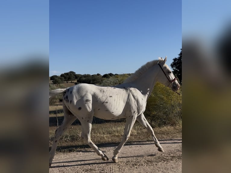 Poni clásico Semental 2 años 137 cm Atigrado/Moteado in Badajoz