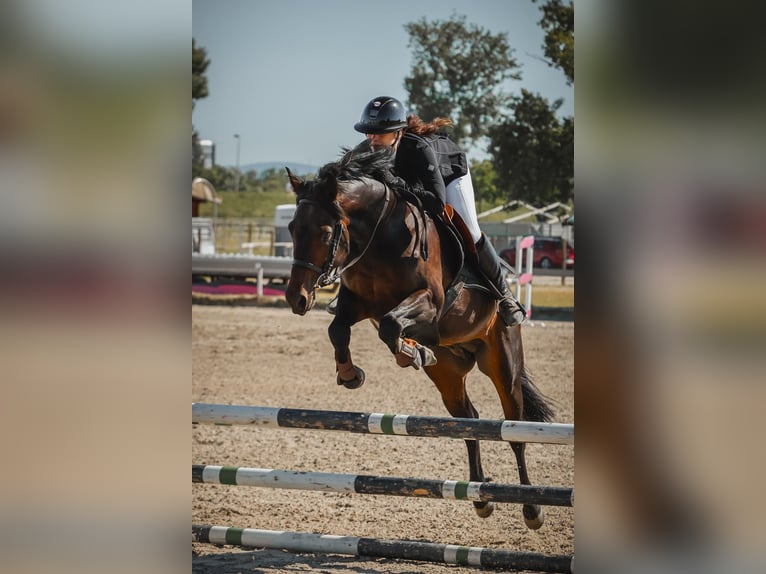 Poni clásico Mestizo Semental 6 años 147 cm Castaño oscuro in Zagreb