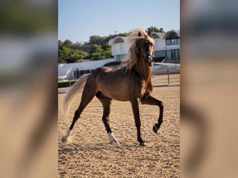 Poni clásico Semental 7 años 138 cm Buckskin/Bayo in Santa Eulalia