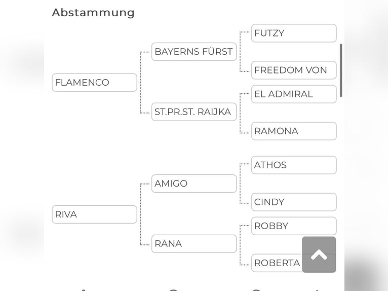 Poni clásico Semental Atigrado/Moteado in Sulzberg