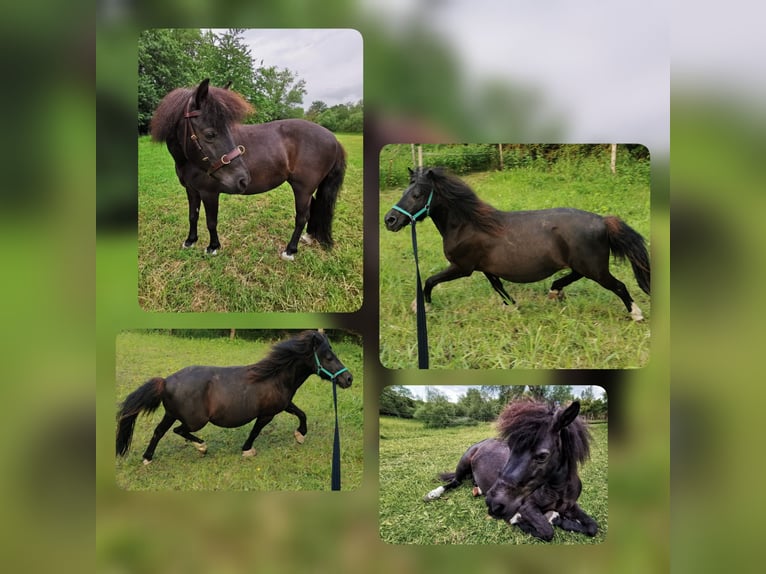 Poni clásico Semental  110 cm Atigrado/Moteado in Grimmen