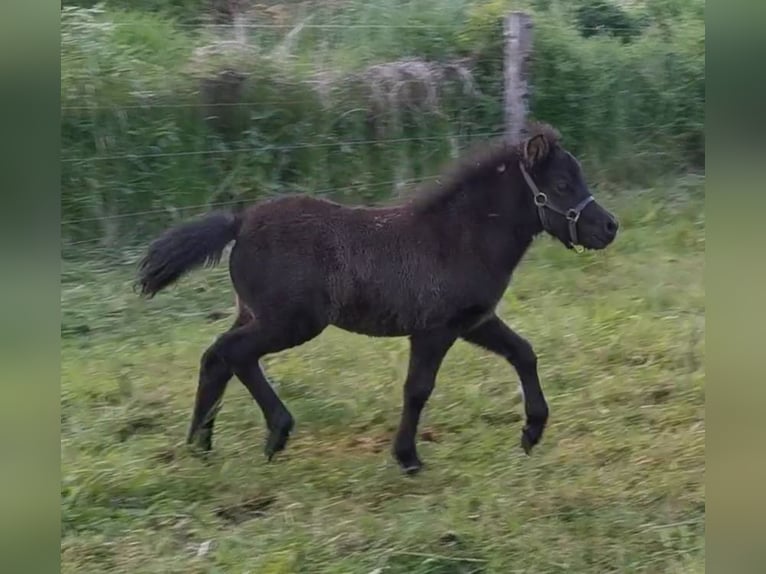 Poni clásico Semental  110 cm Atigrado/Moteado in Grimmen