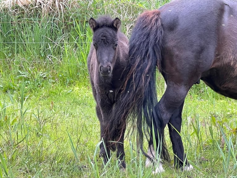 Poni clásico Semental  110 cm Atigrado/Moteado in Grimmen