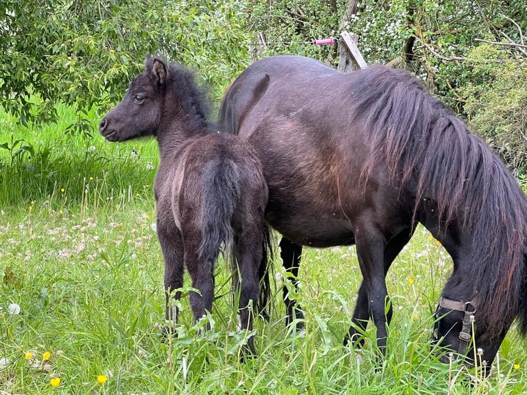 Poni clásico Semental  110 cm Atigrado/Moteado in Grimmen
