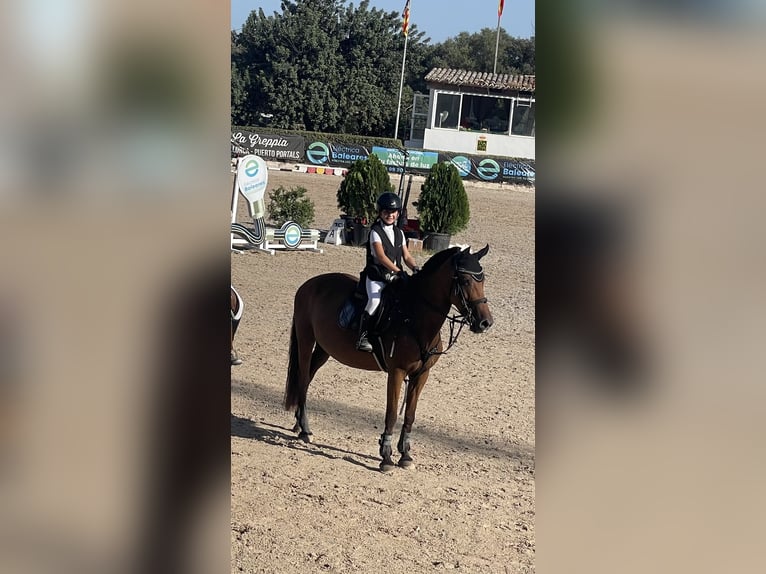 Poni clásico Yegua 10 años 145 cm Castaño in Bunyola