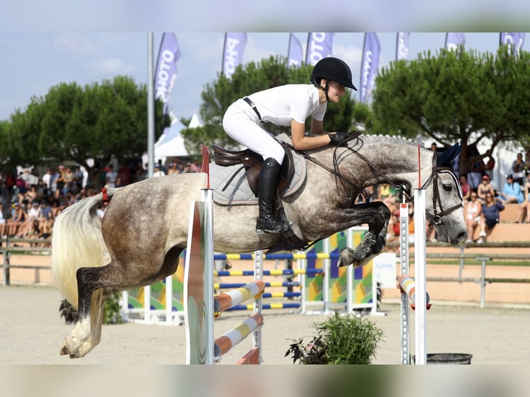 Poni clásico Yegua 10 años 149 cm Tordo in Boisredon