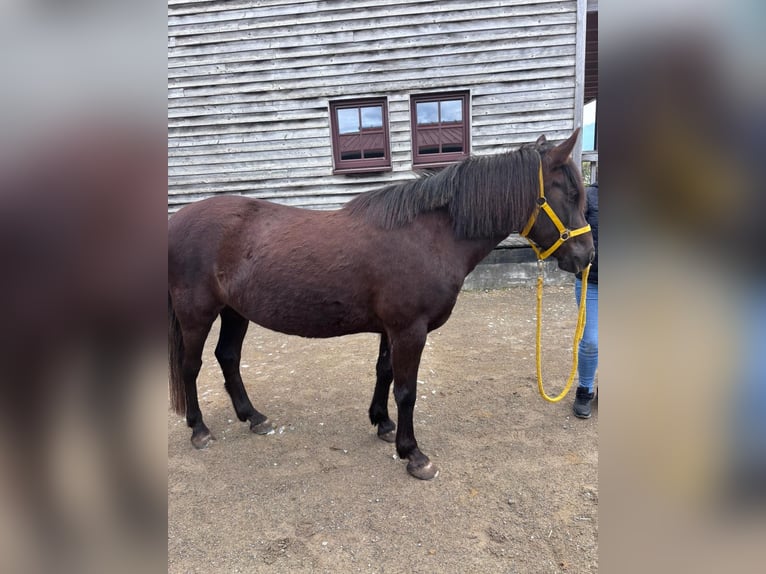 Poni clásico Mestizo Yegua 11 años 136 cm Castaño oscuro in Rankweil