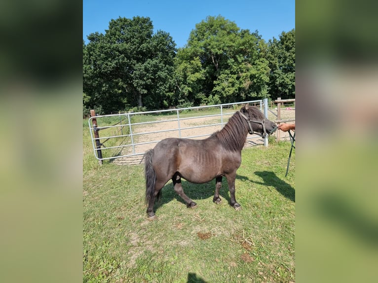 Poni clásico Yegua 12 años 95 cm Alazán in Vienenburg