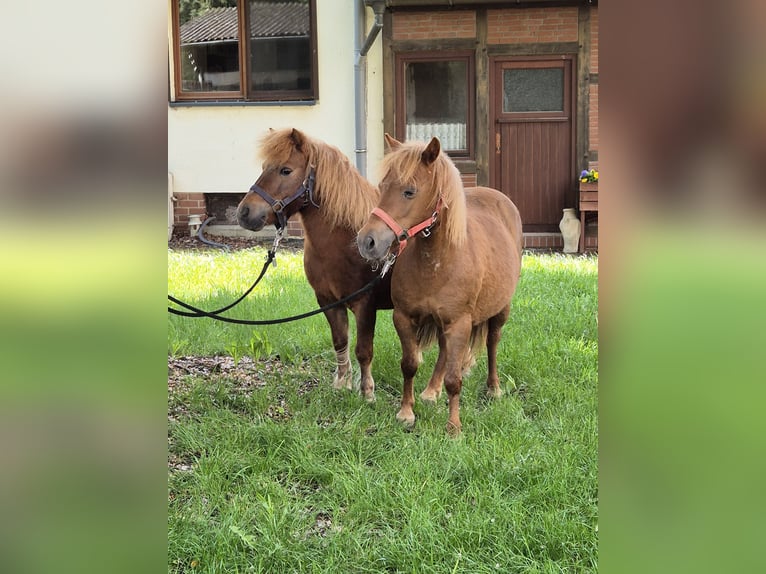 Poni clásico Yegua 14 años 102 cm Alazán in Vienenburg