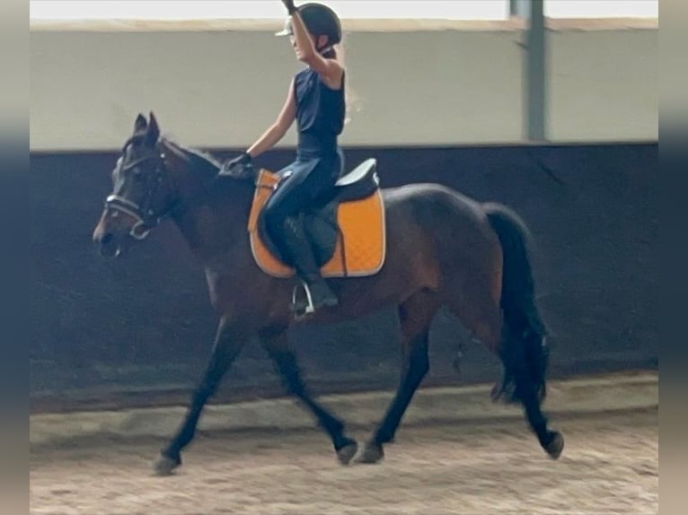 Poni clásico Mestizo Yegua 14 años 125 cm Castaño in Kaldenkirchen