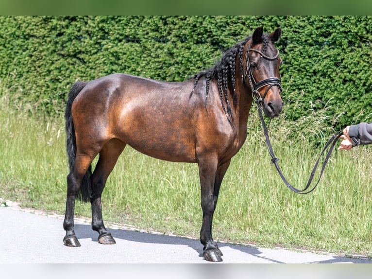 Poni clásico Mestizo Yegua 14 años 125 cm Castaño in Kaldenkirchen