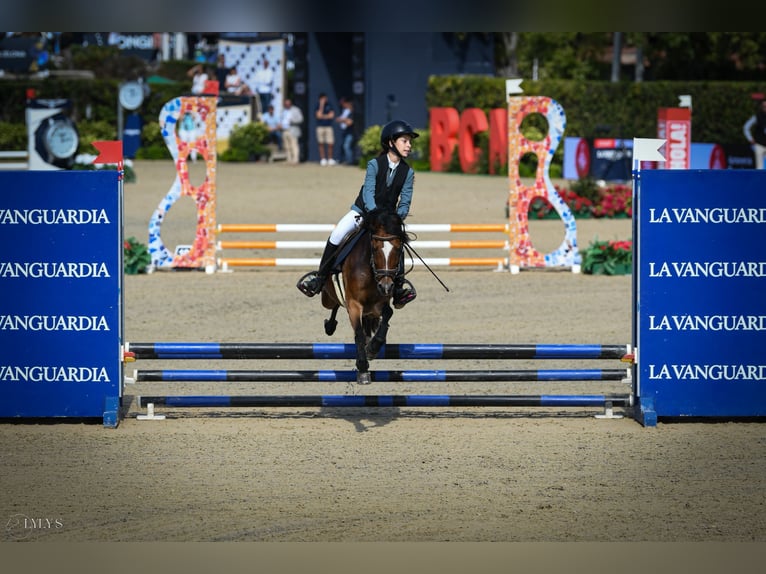 Poni clásico Yegua 14 años 128 cm Castaño in Viladecans