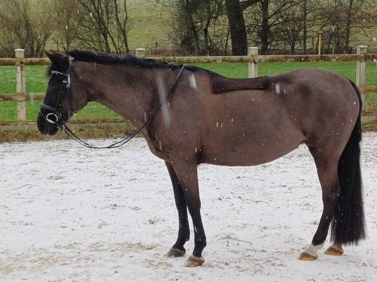 Poni clásico Yegua 15 años 148 cm Negro in Trier