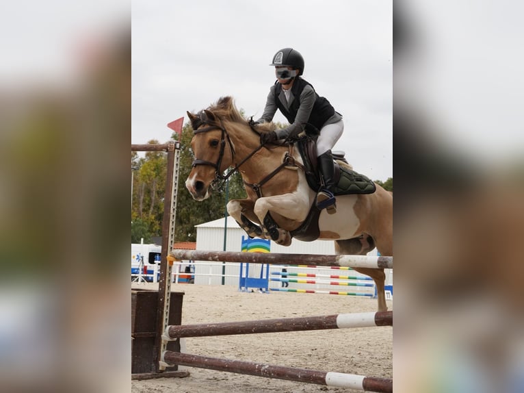 Poni clásico Yegua 17 años 138 cm Pío in Castellon De La Plana/Castello De La Pla