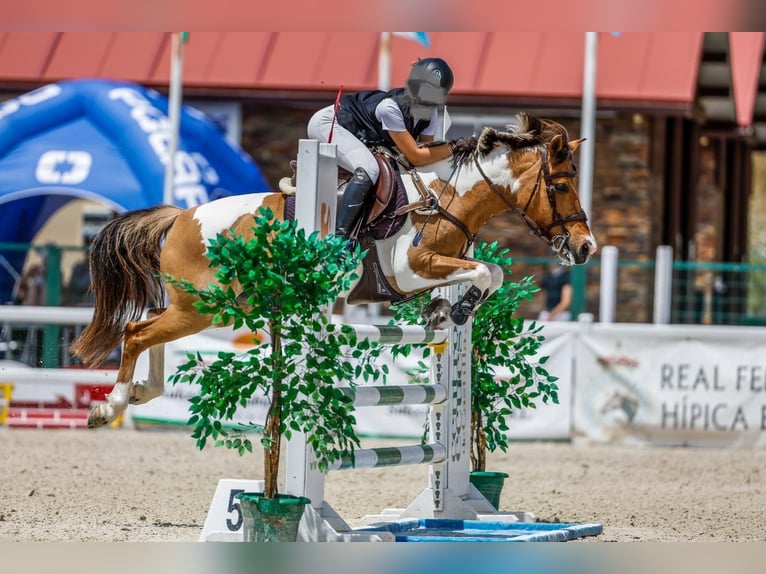 Poni clásico Yegua 17 años 138 cm Pío in Castellon De La Plana/Castello De La Pla