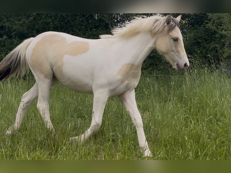 Poni clásico Mestizo Yegua 1 año 150 cm Champán in Montceau-les-Mines