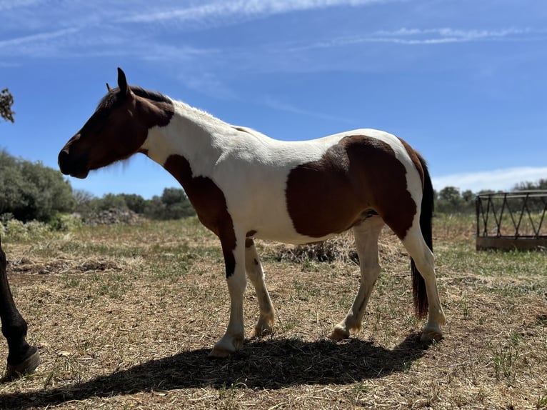 Poni clásico Mestizo Yegua 2 años 120 cm Pío in Ciutadella De Menorca