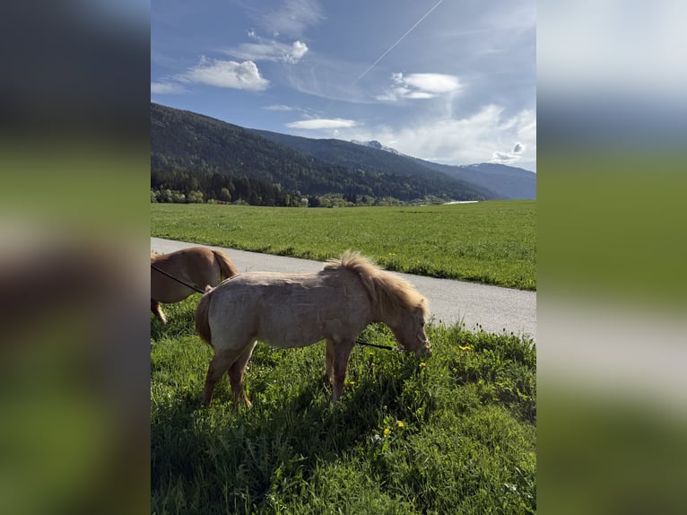 Poni clásico Mestizo Yegua 2 años 90 cm Alazán in Götzens