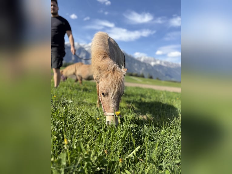 Poni clásico Mestizo Yegua 2 años 90 cm Alazán in Götzens