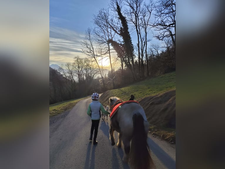 Poni clásico Mestizo Yegua 3 años 115 cm Atigrado/Moteado in Fraxern