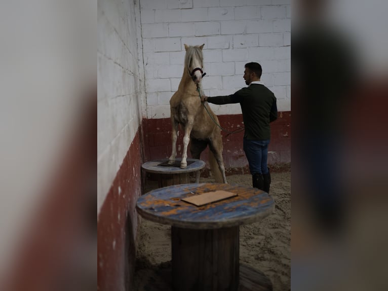 Poni clásico Mestizo Yegua 4 años 115 cm Perla in Anchuelo