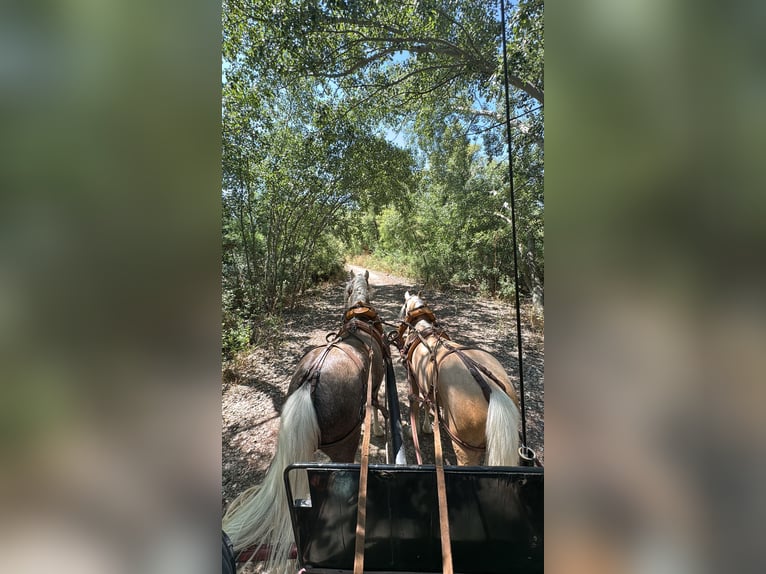 Poni clásico Mestizo Yegua 4 años 115 cm Perla in Anchuelo