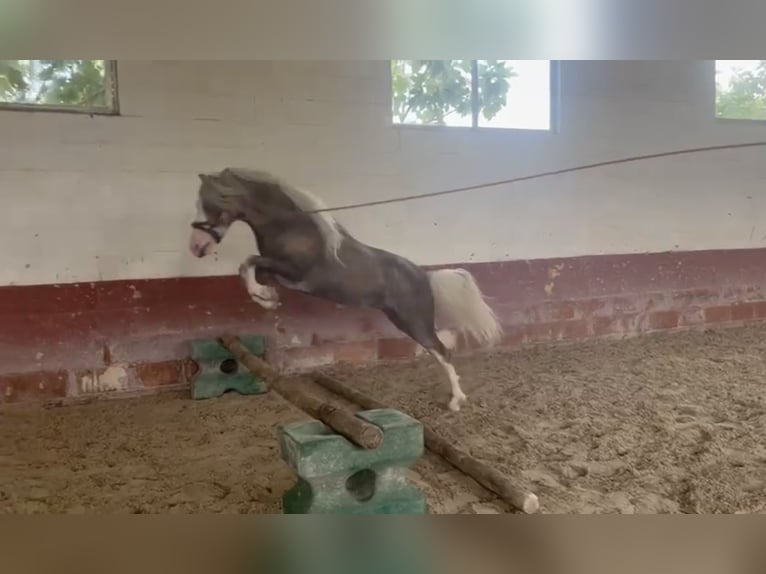 Poni clásico Mestizo Yegua 4 años 115 cm Perla in Anchuelo