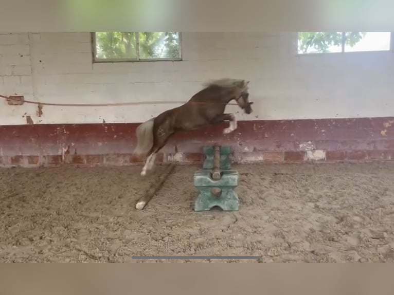 Poni clásico Mestizo Yegua 4 años 115 cm Perla in Anchuelo