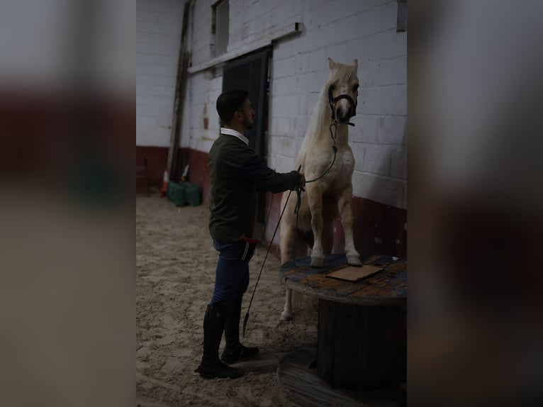 Poni clásico Mestizo Yegua 4 años 120 cm Perla in Anchuelonchuelo