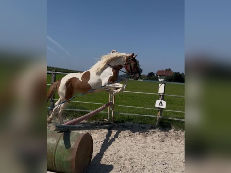 Poni clásico Yegua 4 años 149 cm Pío in Uttendorf