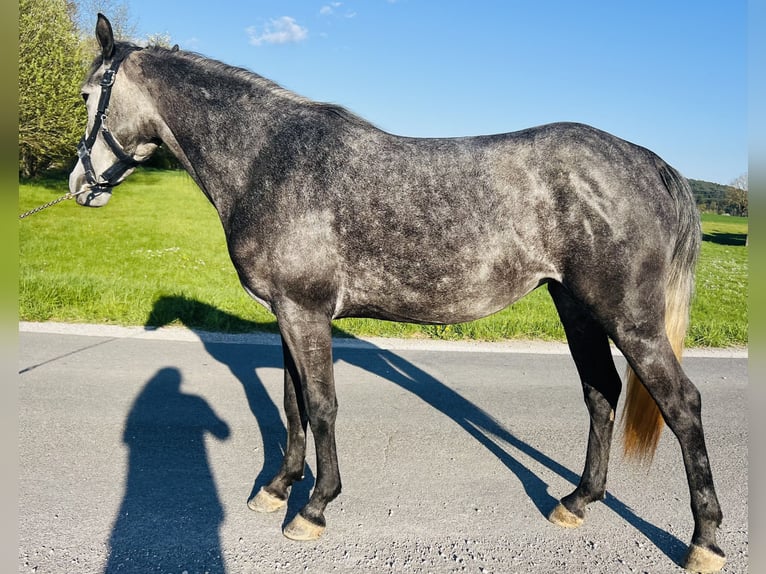 Poni clásico Yegua 4 años 152 cm Tordillo negro in HelpfauÖsterreich