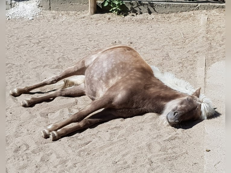 Poni clásico Yegua 5 años 105 cm Alazán in Simmershofen