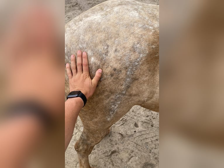 Poni clásico Yegua 5 años 129 cm Palomino in Leioa