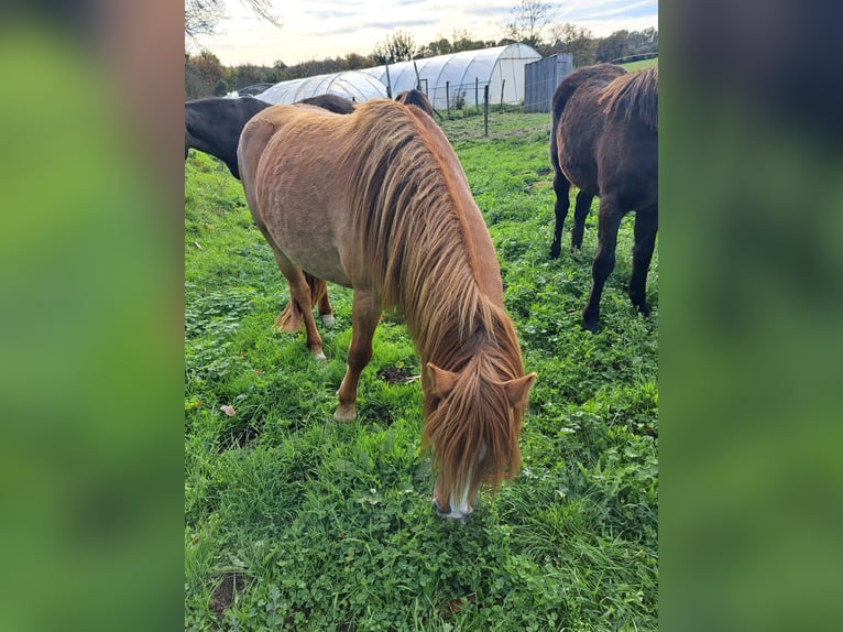 Poni clásico Yegua 5 años 140 cm Red Dun/Cervuno in DOURNAZAC