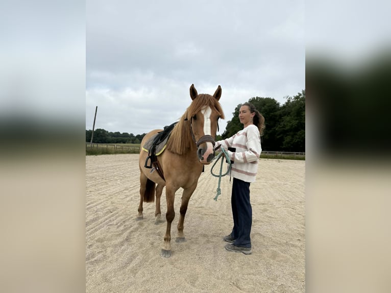 Poni clásico Yegua 5 años 140 cm Red Dun/Cervuno in dournazac
